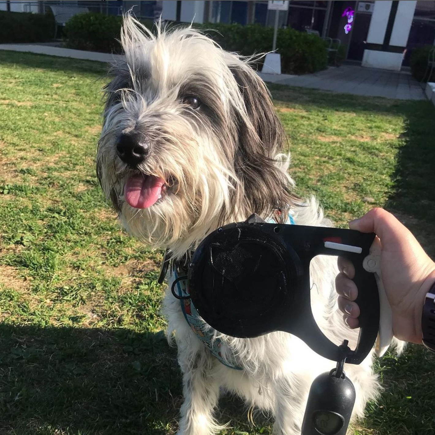 Cute fluffy dog with long fur, sitting outside on a grassy area, looking at the camera with its tongue out, with a person's hand holding the Alpha Leash.