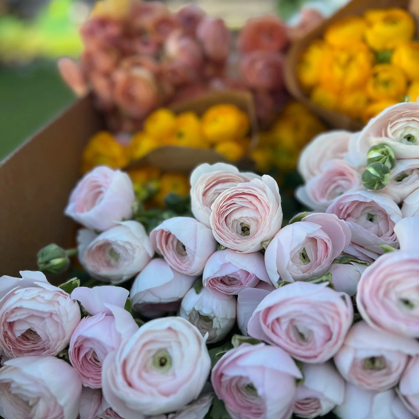 A little early morning prep for Mother&rsquo;s Day. Ranunculus heaven over here! Are you ready to celebrate your mama&rsquo;s, Edmonds?!

#edmonds #edmondswa #mothersday #flowershop #norestfortheflorist