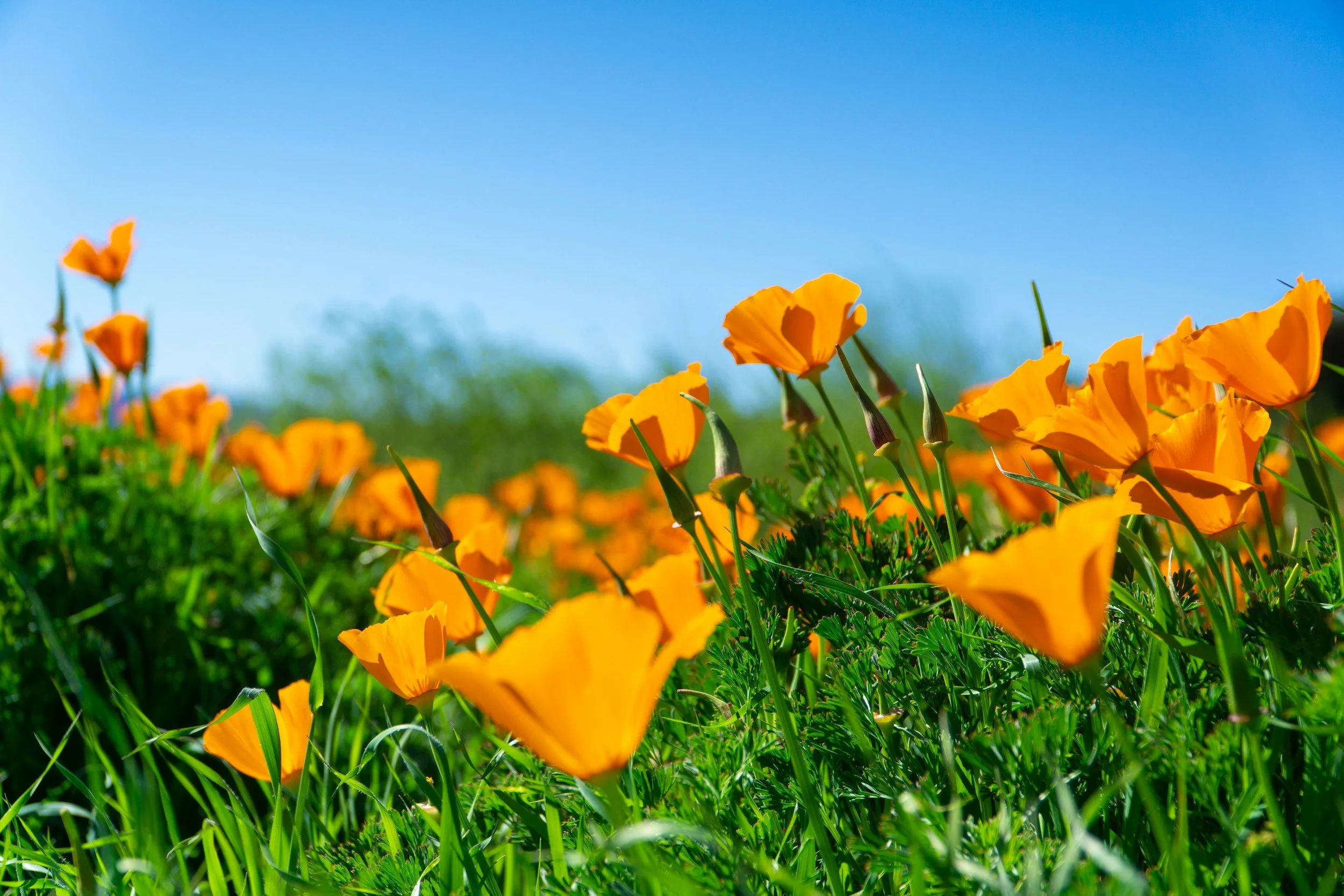 How Crime Victims Can Get Free Therapy in California