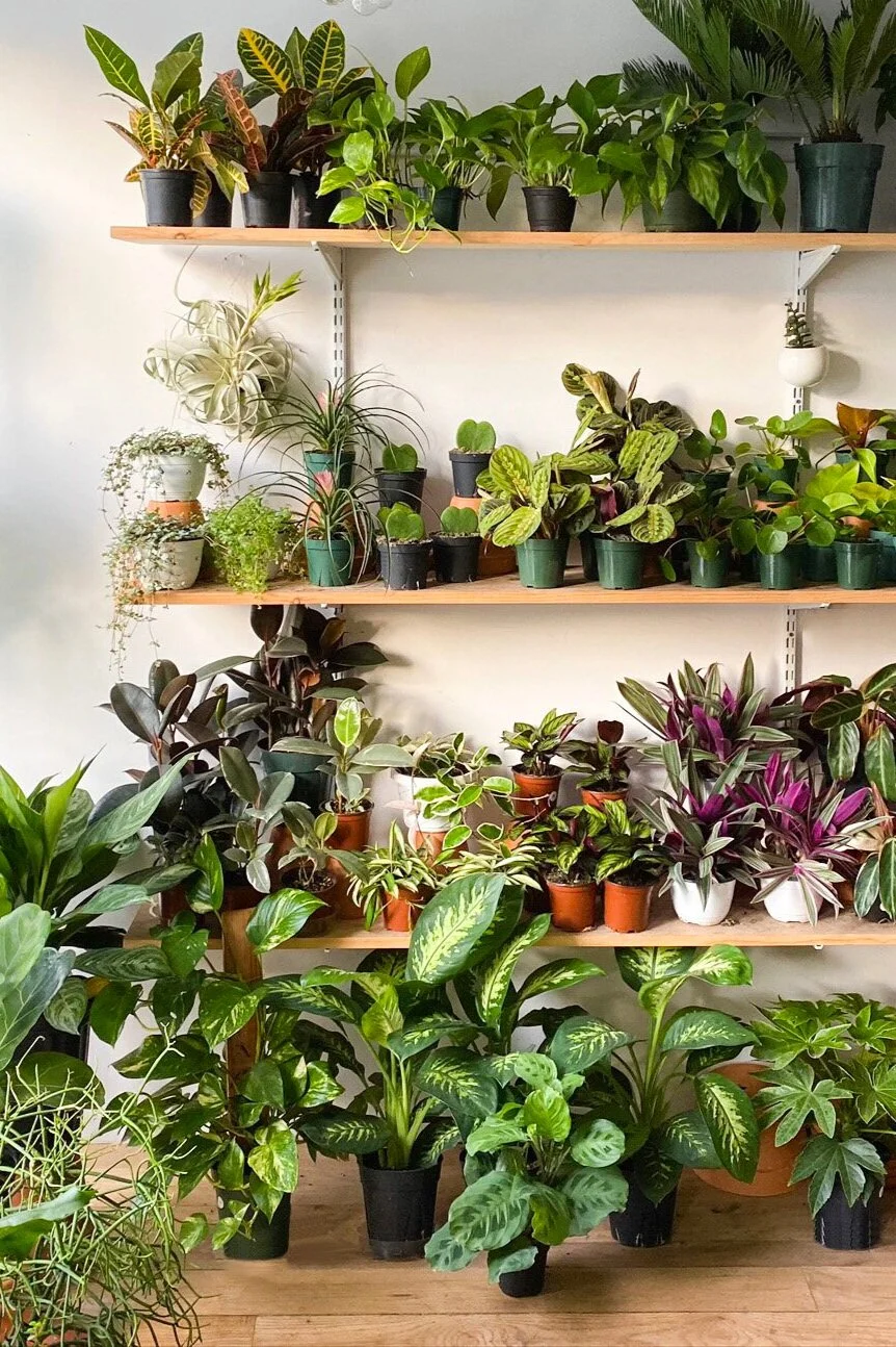 Little Shop of Soil1311 Myrtle Ave At Dekalb Ave Brooklyn, NY 11221
