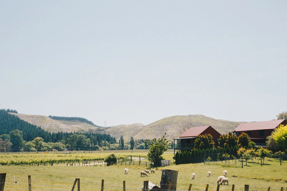 Weddings at Te Awa Winery Napier