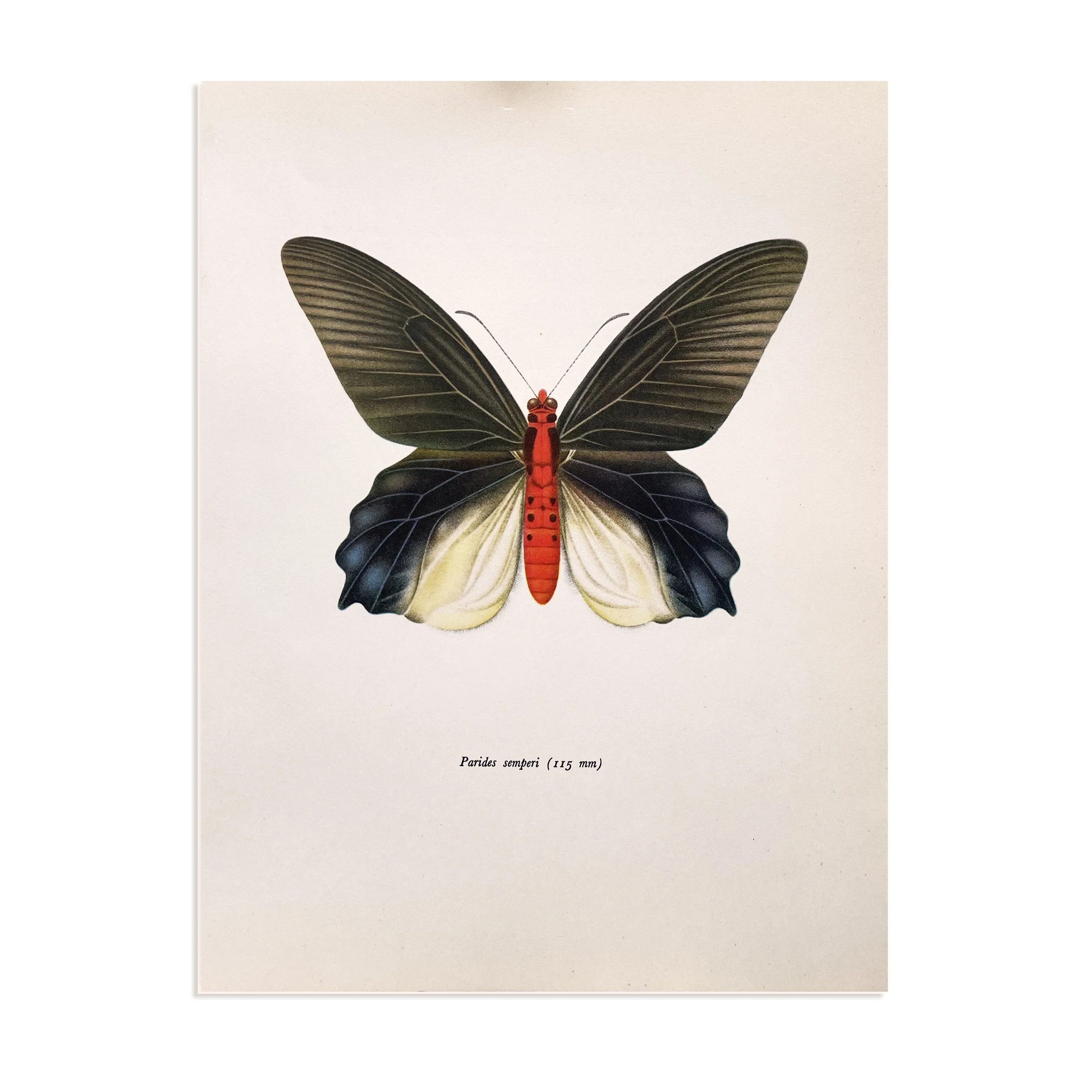Poppy_Madame Butterfly_unpainted.jpg