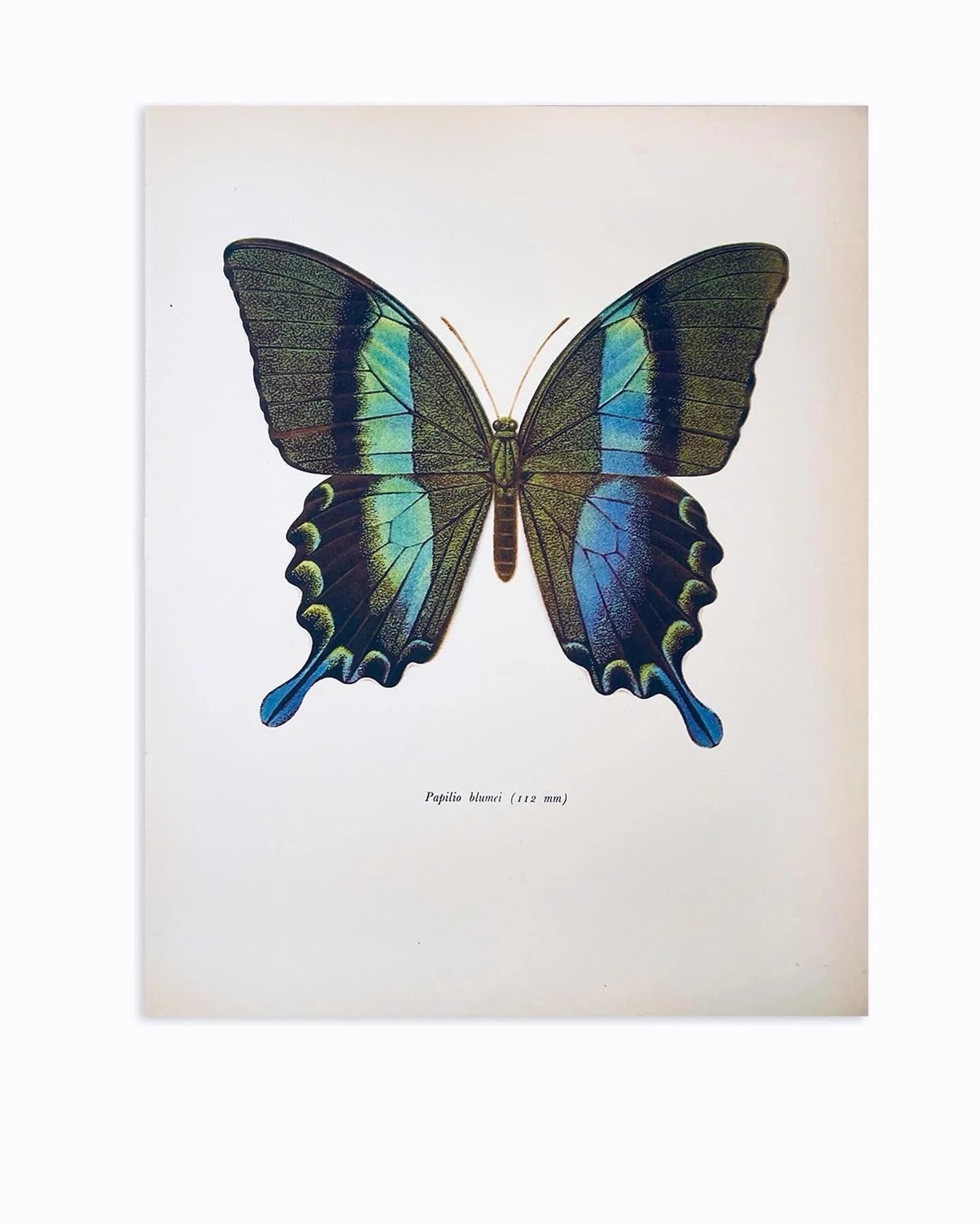 The Weight of Wings_blank.JPG