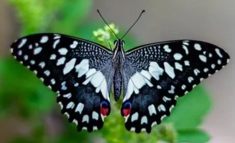 Click the image to give to the Mariposa Museum in Oak Bluffs MA.