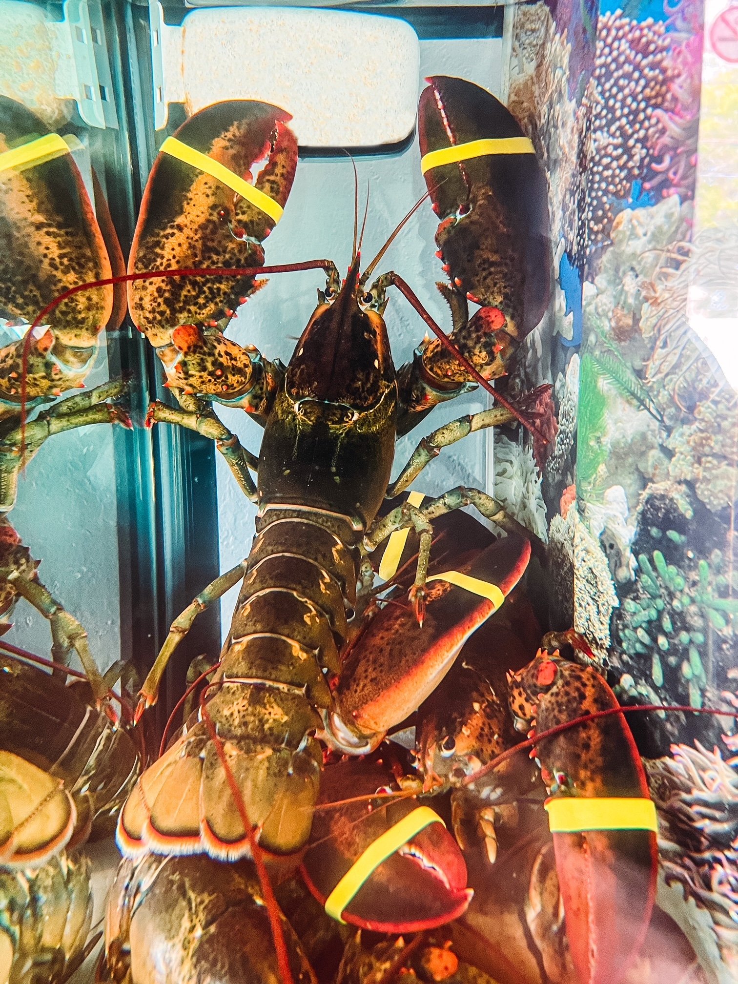 Live Lobsters 22.5lbs MKT *payment taken at pick up/delivery — J&R