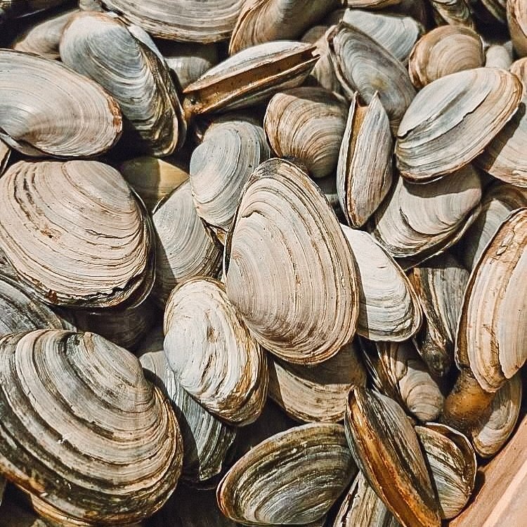 Steamers have landed 🙌🏼 

#jrseafoodmarket #mysticct #seafoodie #seafoodmarket #fishmarket #steamers #clams #steamerclams #localshellfish