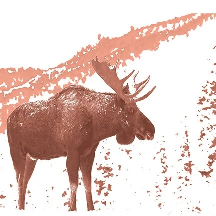 Courtepointe en Quatre Temps- L'orignal