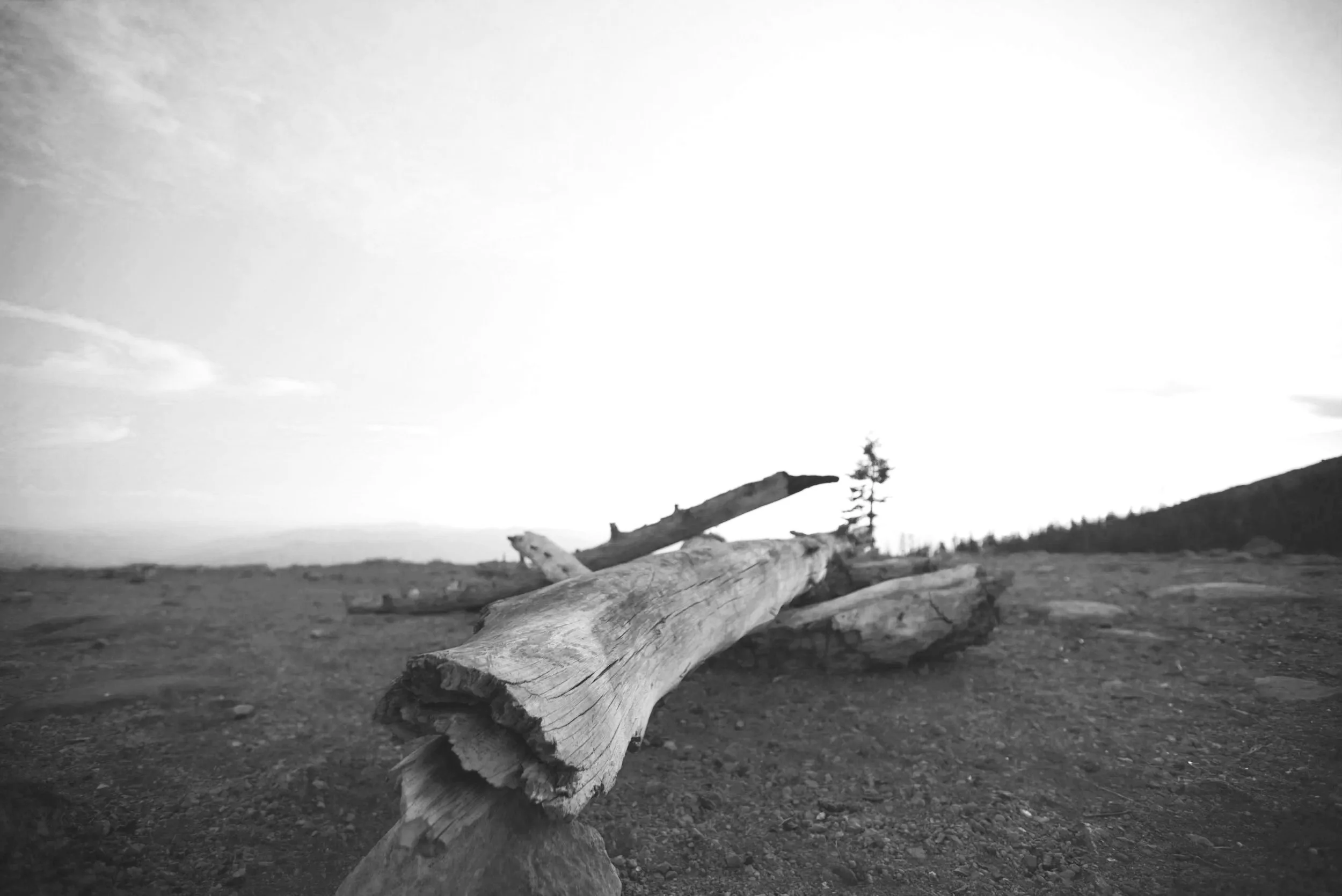 Fallen tree at the summit of Mt. Shasta with expansive views across the surrounding landscape, photographed by Gabriel Messuti