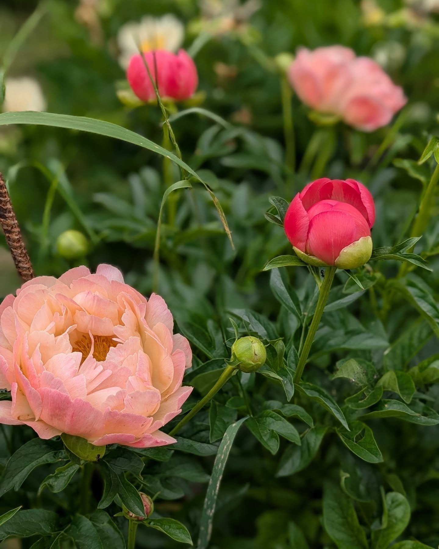 Summer is almost here!! This peony garden will be blooming this weekend. And if you come to my collaborative workshop with Jennifer Still, you'll get a tour!

Here's more info about the Summer Solstitch workshop:

A workshop for poets looking to brin