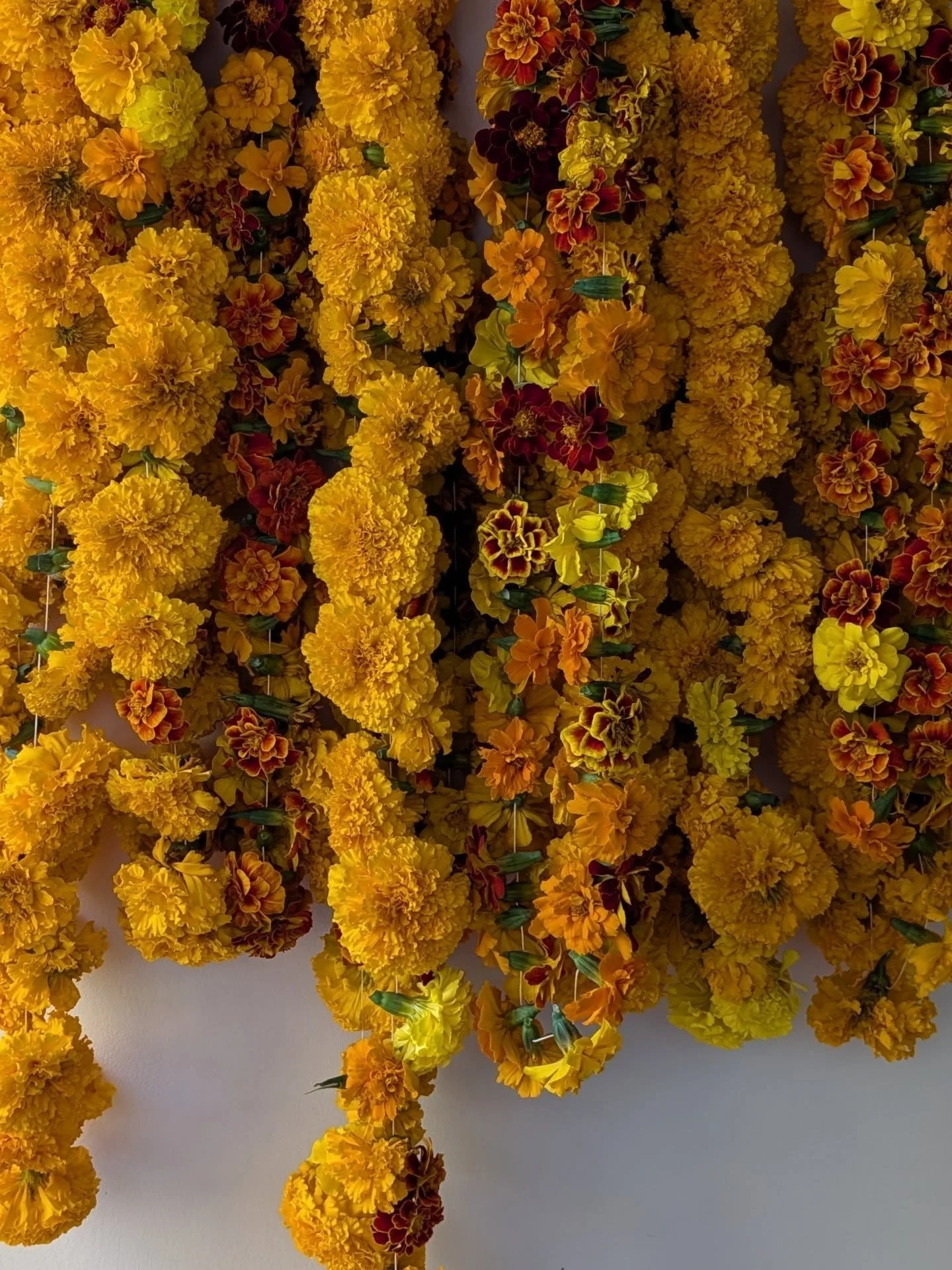 🟠Marigold for dayzzz. Back in July as I was putting together a restock of my DIY Floral Dyeing Kits I thought it would be the last one. I wasn't sure if the plants would pump out so much blooms* to do another restock.

💐I save all of the flowers (c