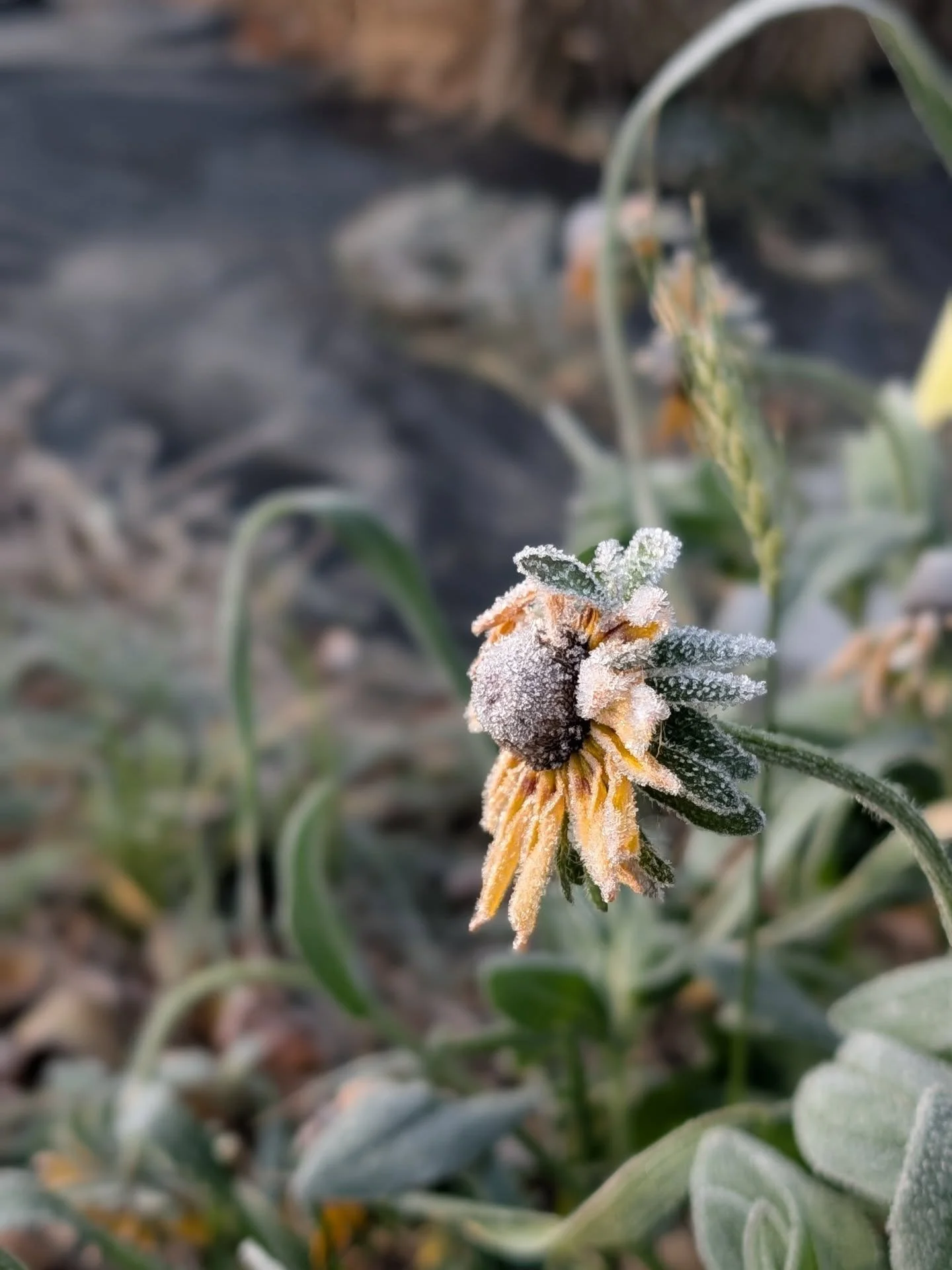🍂This feels great. Clean garden beds (some), frost on the flowers and seed heads, an ending to a beautiful, buzzing summer.

🌼Though the gardens are now &quot;put to bed&quot;, I'm still working behind the scenes to remember summer through my flora