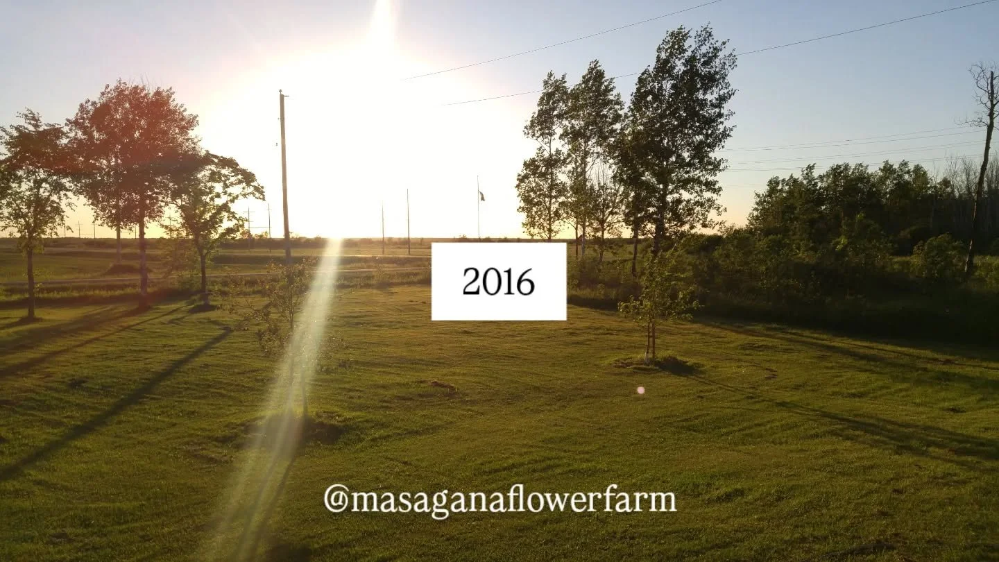 🚜Our lawns through the years have been mostly converted to garden beds. Swipe to see its transformation in the past few years. This is so satisfying to look back on! 

☘️A perfectly mowed lawn is still good look at it I'm being honest BUT it also fe