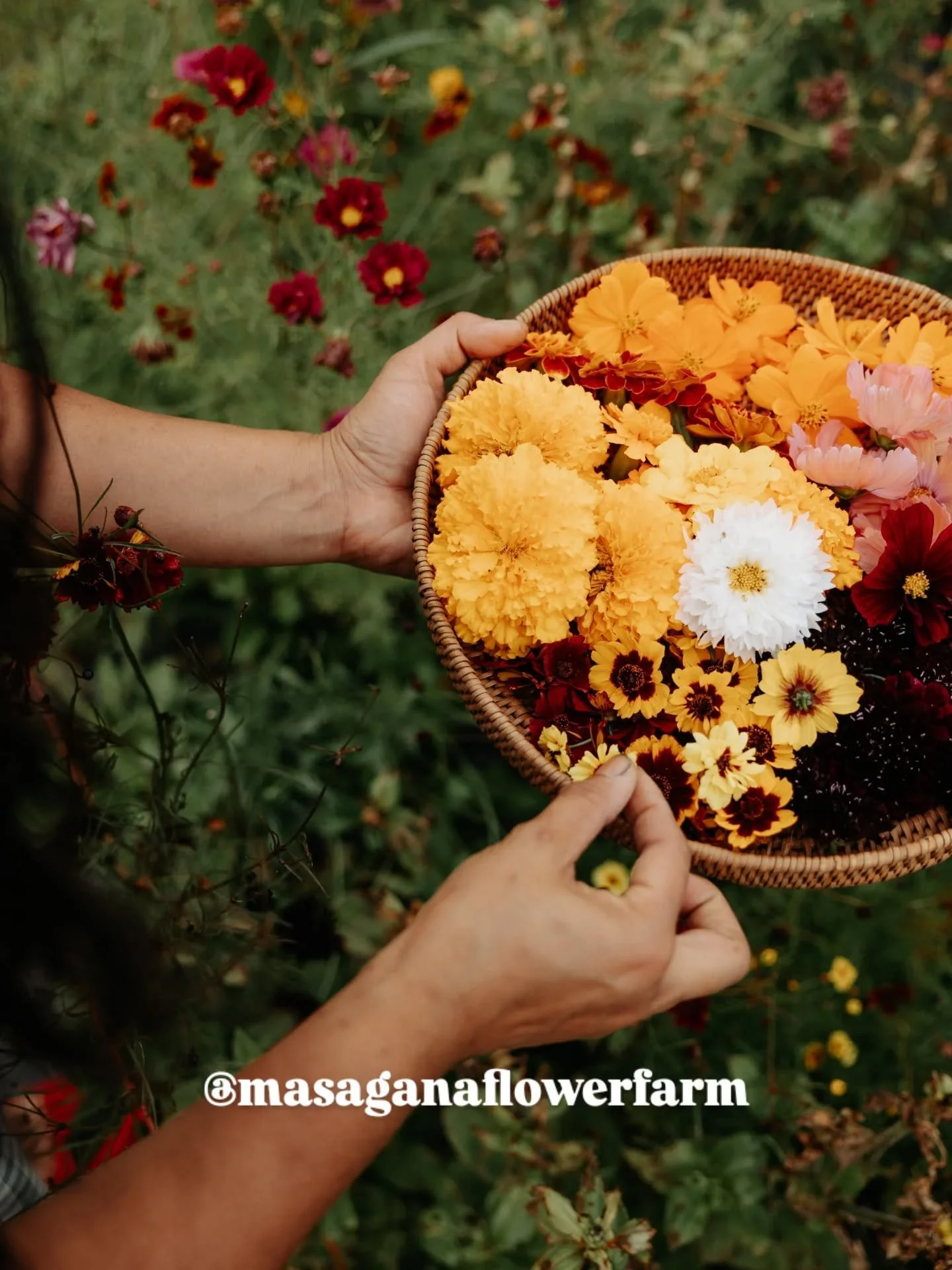 🍂Every fall, my floral dyed collection of silk scarves are an ode to the abundance of past summer. A record of every bloom and every colour. Every single piece is one of a kind.

🏷️ I have three markets this holiday season and hope to see you at on