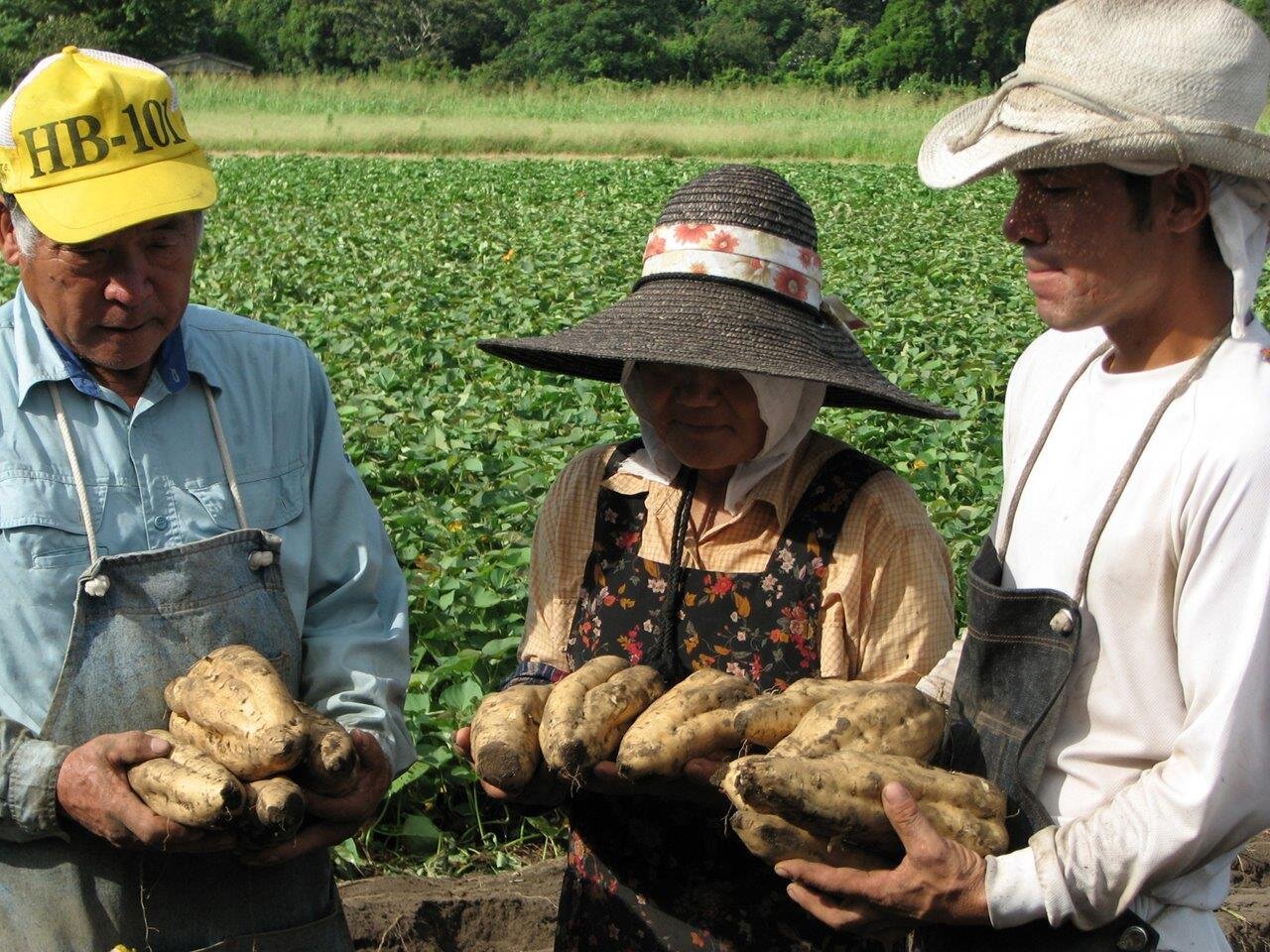 Farmers with sweet potato.jpg