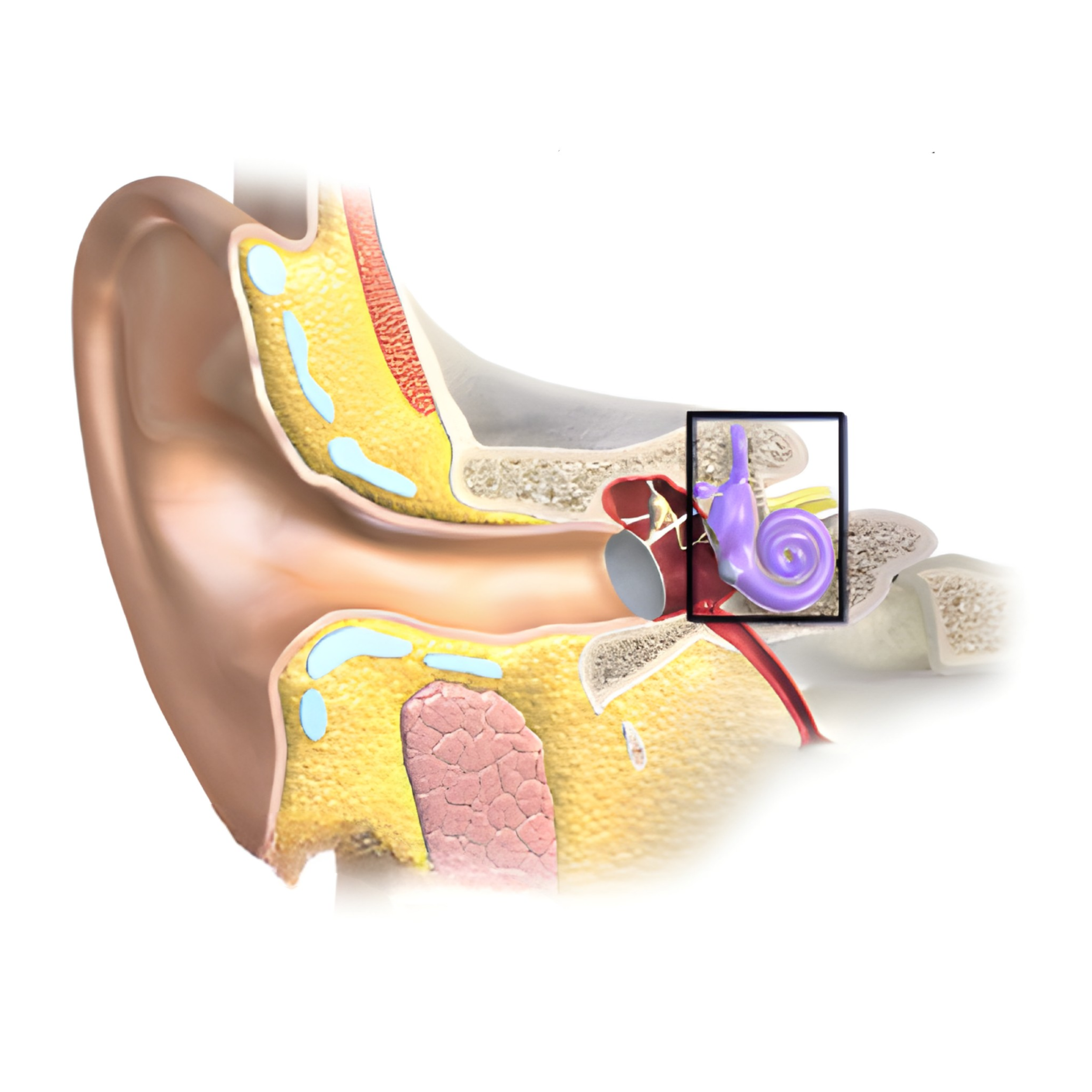 The Tiny Body Part with a Big Impact on Balance