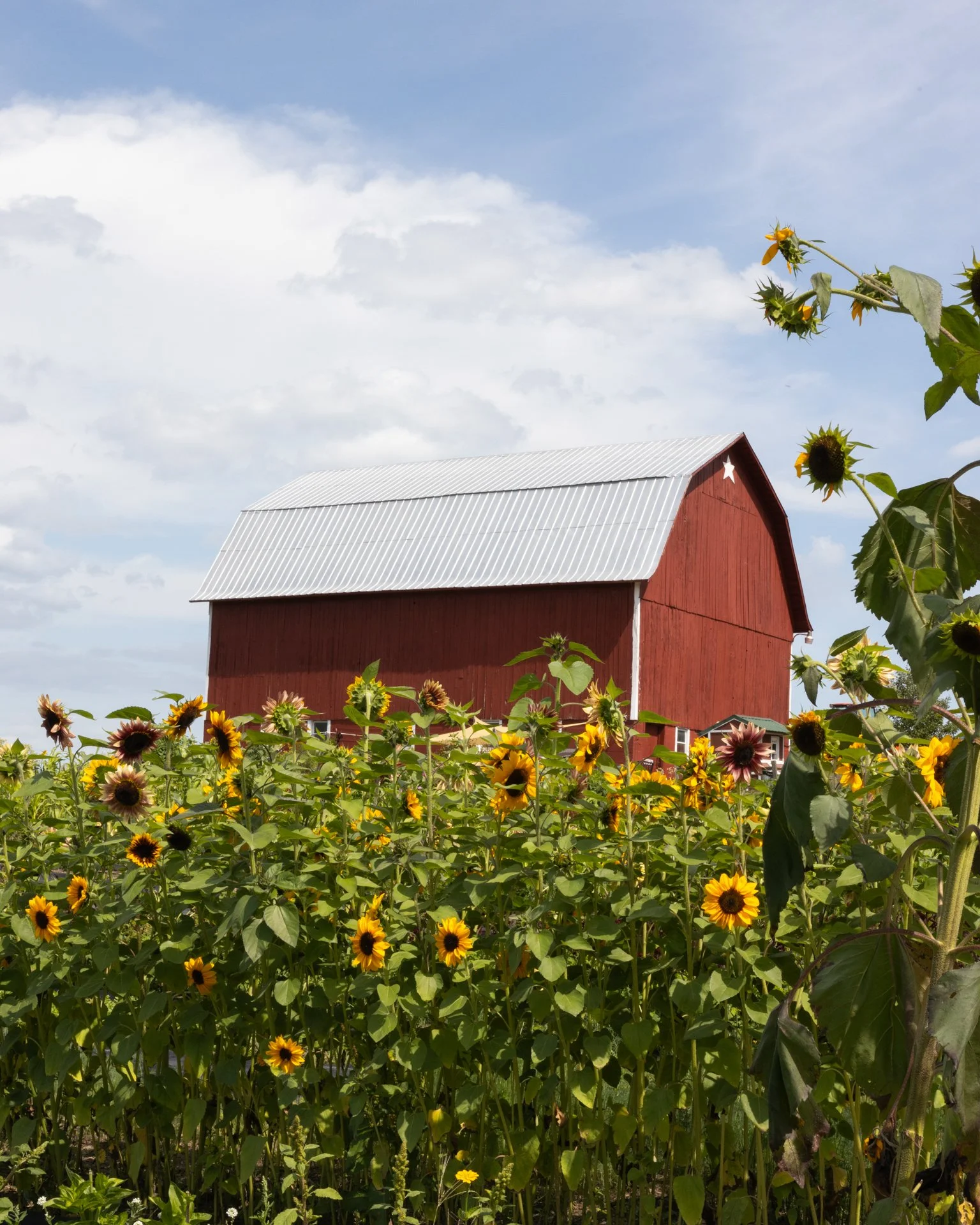 Day 1 D_Gallagher Farm (16)_1.jpg