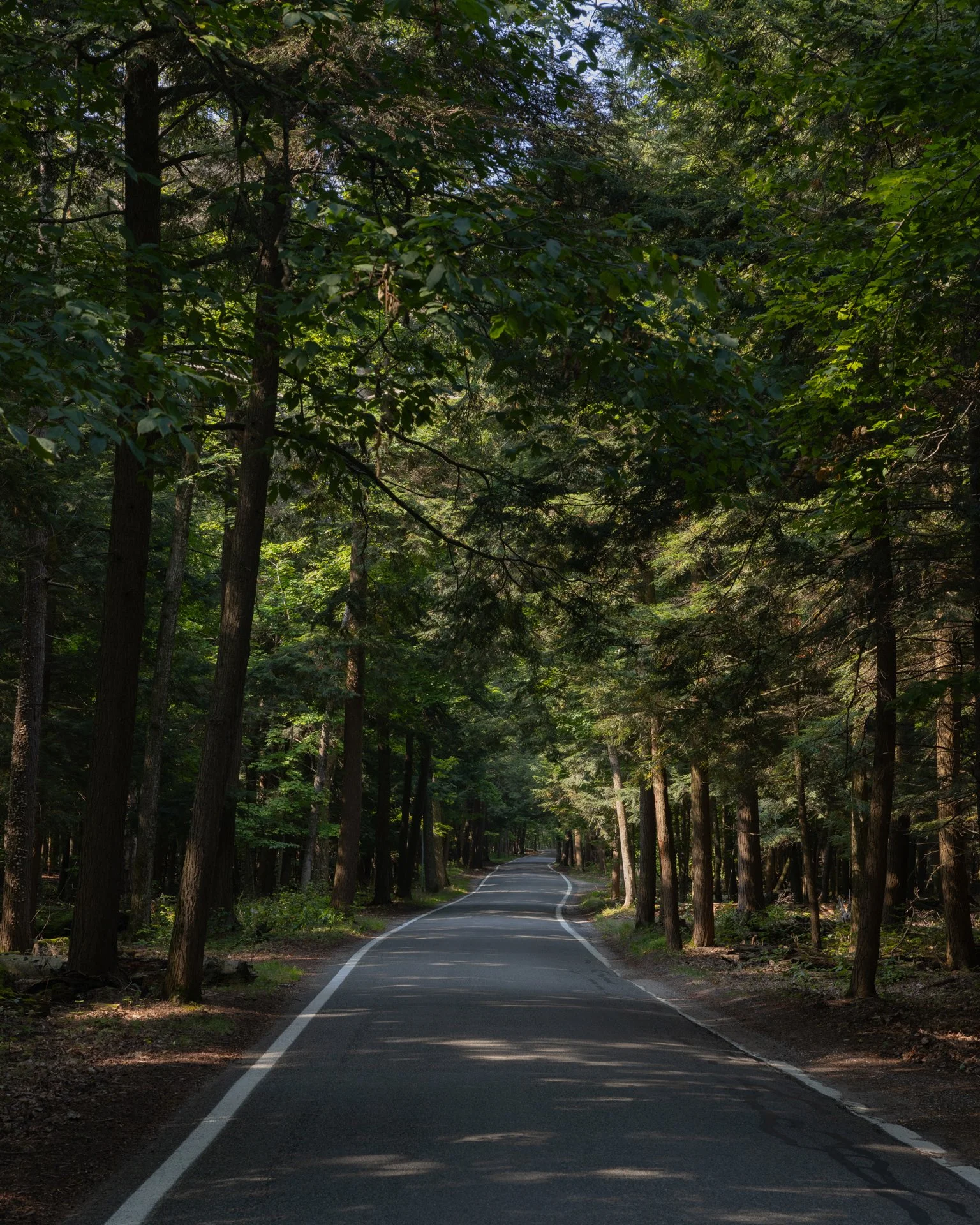 Day 3 D_Tunnel of Trees (6)_1.jpg
