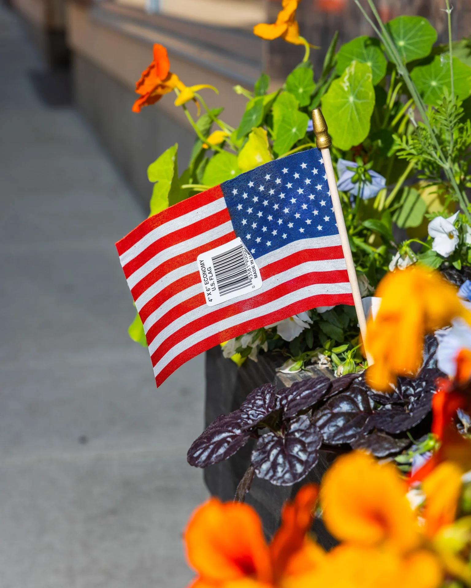 Daniel Ribar_Violet_09_1.jpg