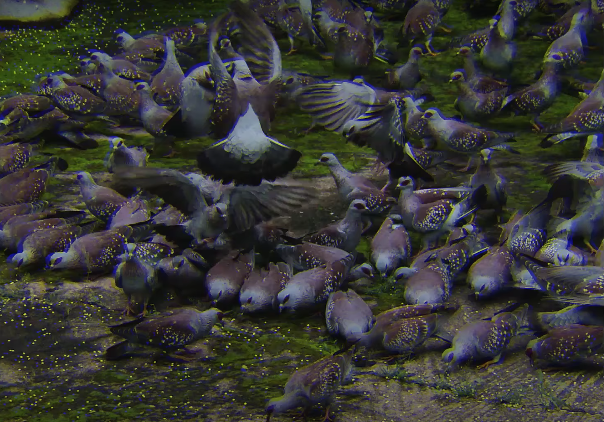 Grandpa Feeds Birds (documentary)