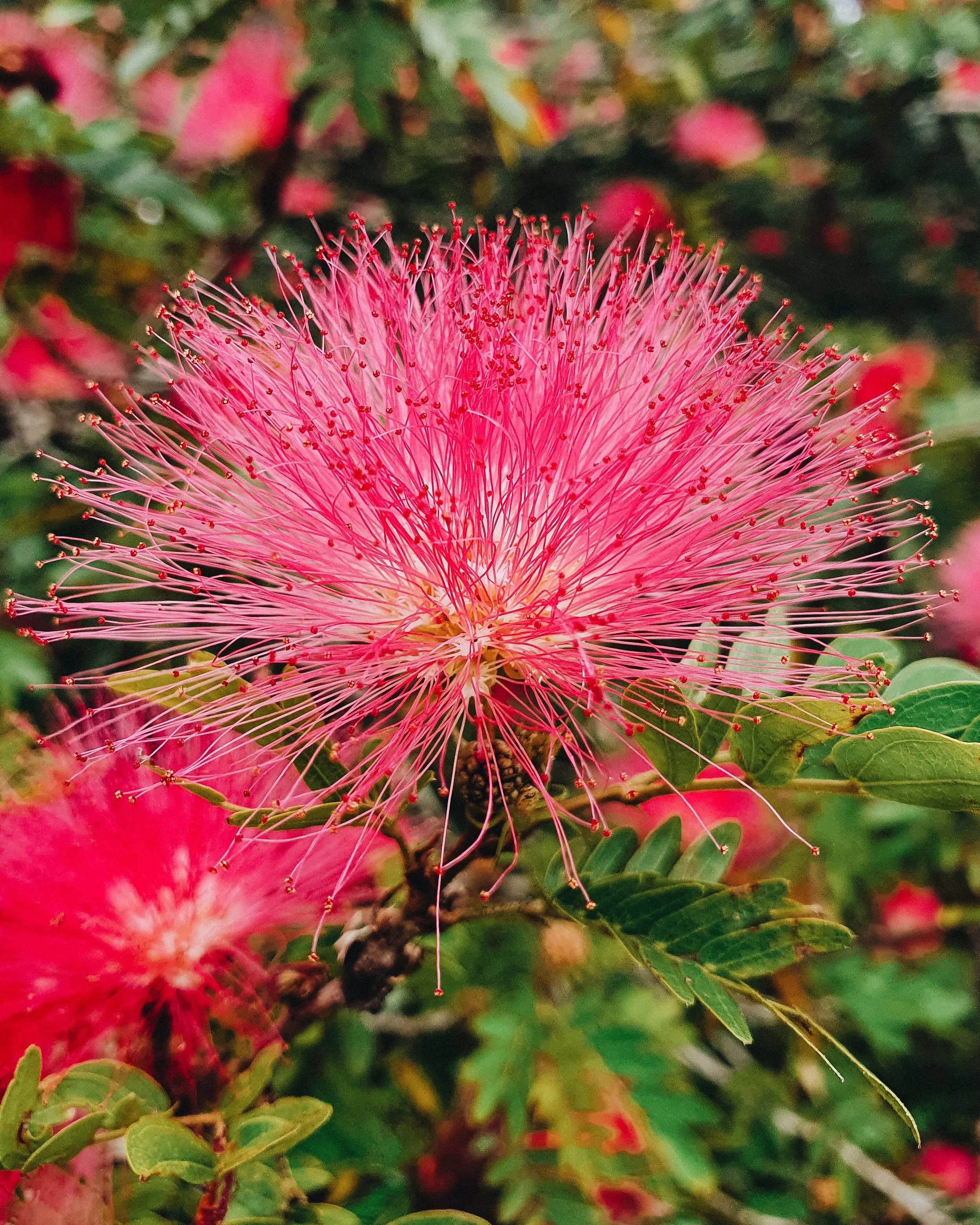 Joyful Heart - Pink Calliandra Flower Essence — Ariel Rose