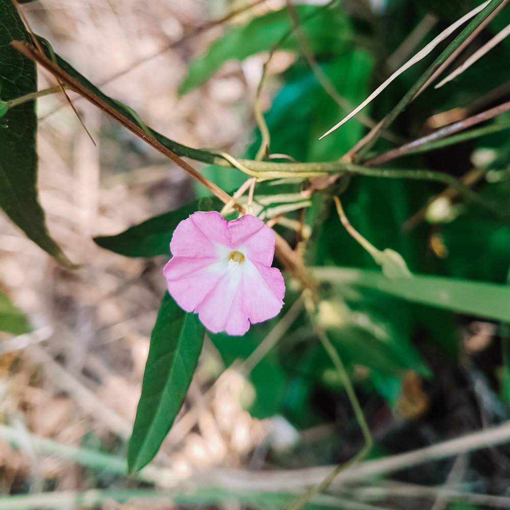 Morning Glory Flower Essence Benefits Best Flower Site