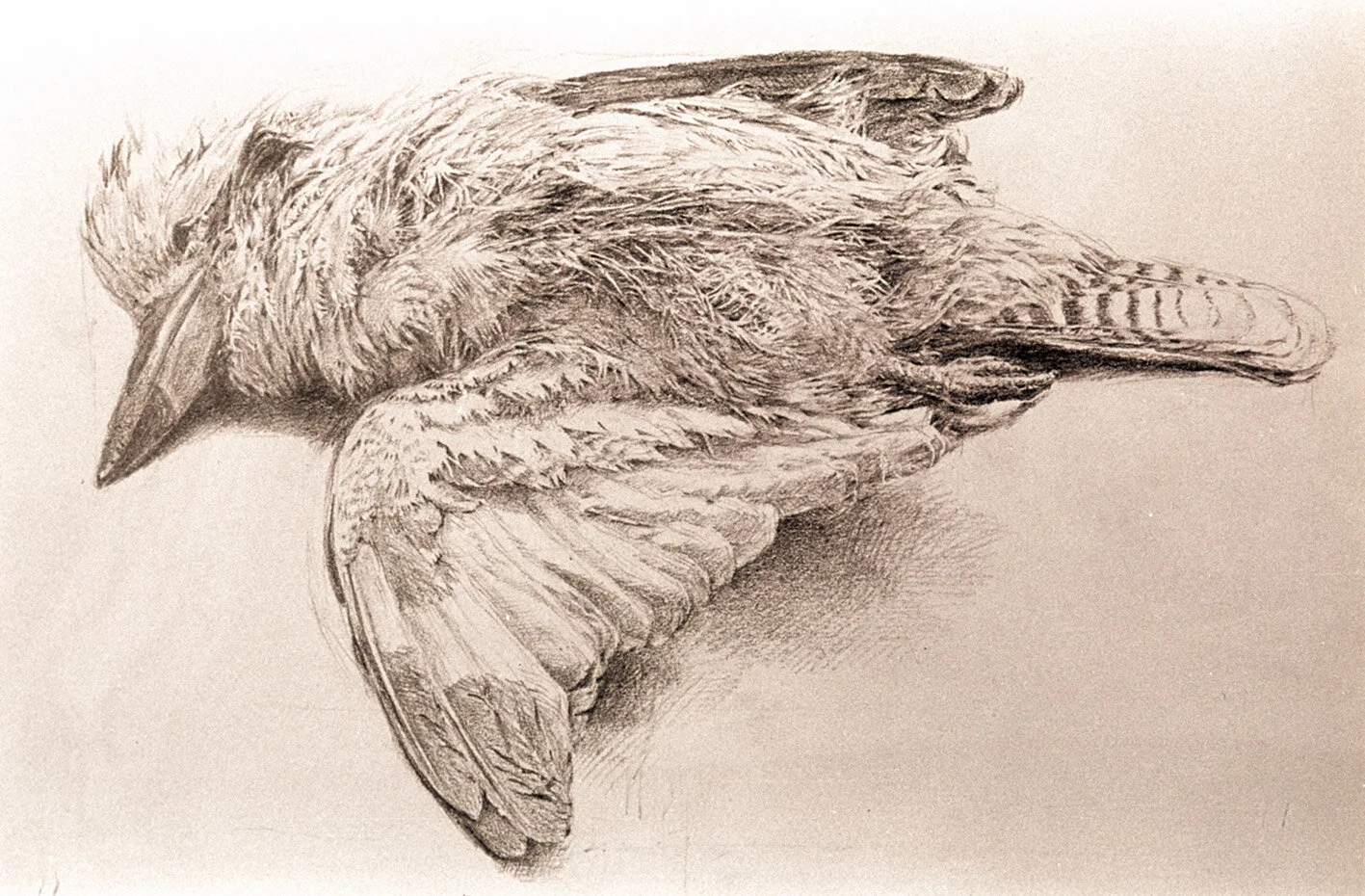 kookaburra-roadkill-copy_cropped.jpg