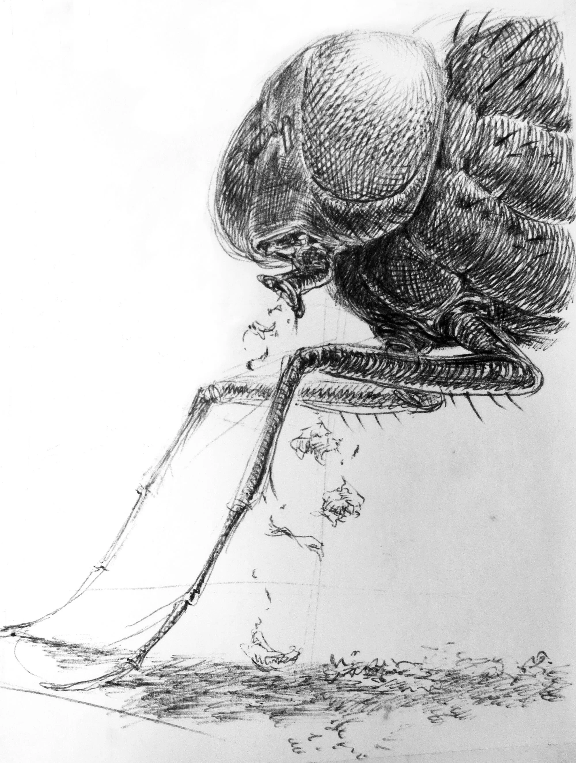 Fly