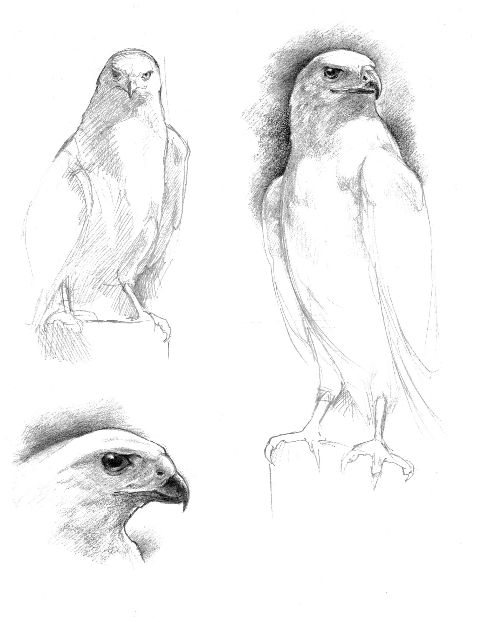brid-of-prey-study.jpg