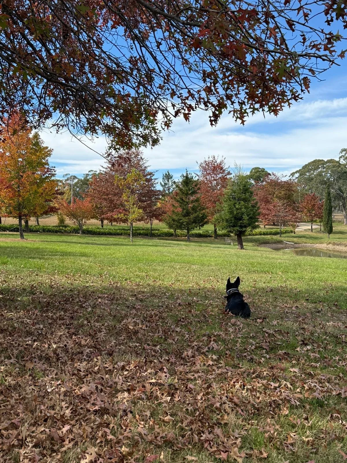 Autumn on the front lawn