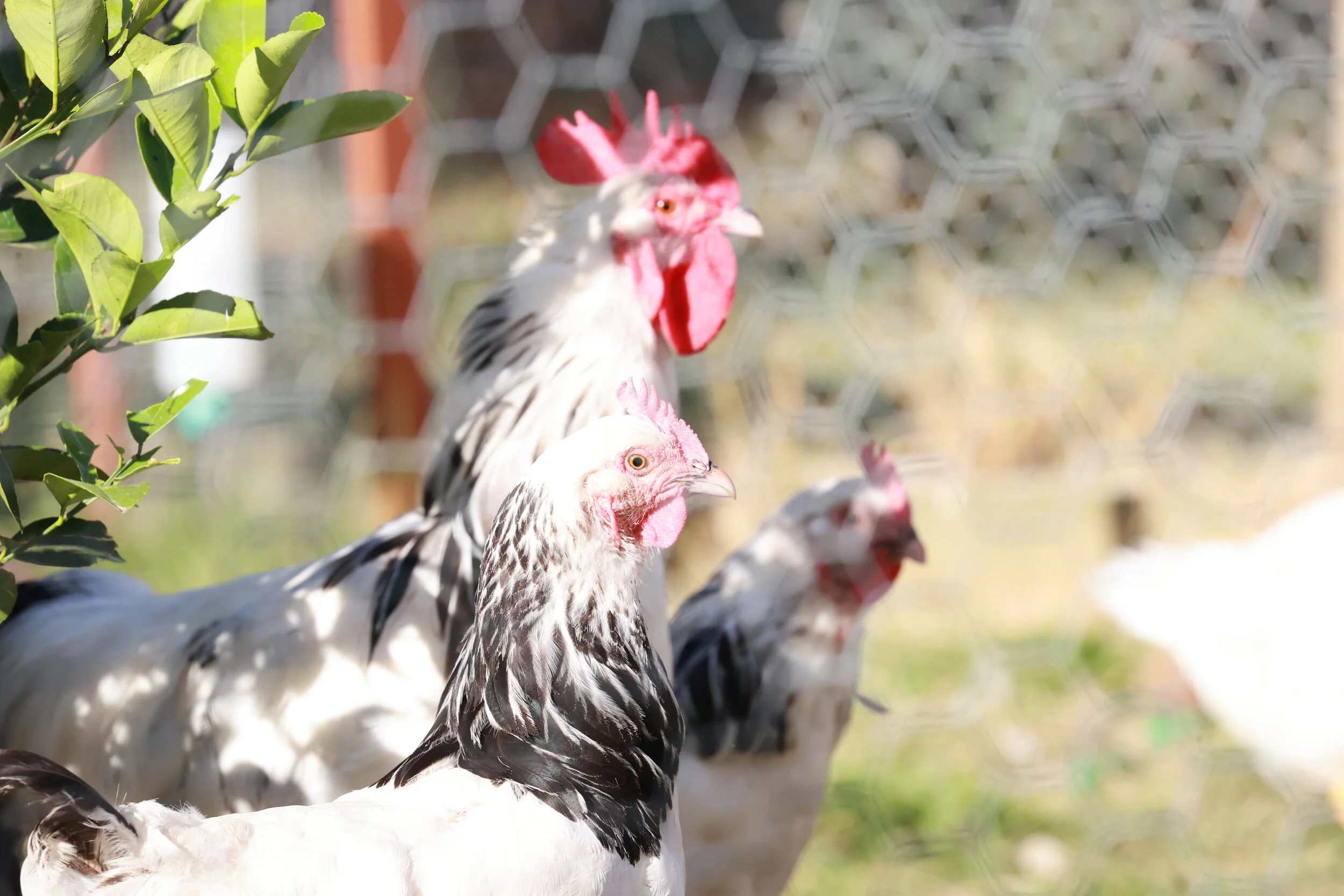 Hartley House's resident chickens