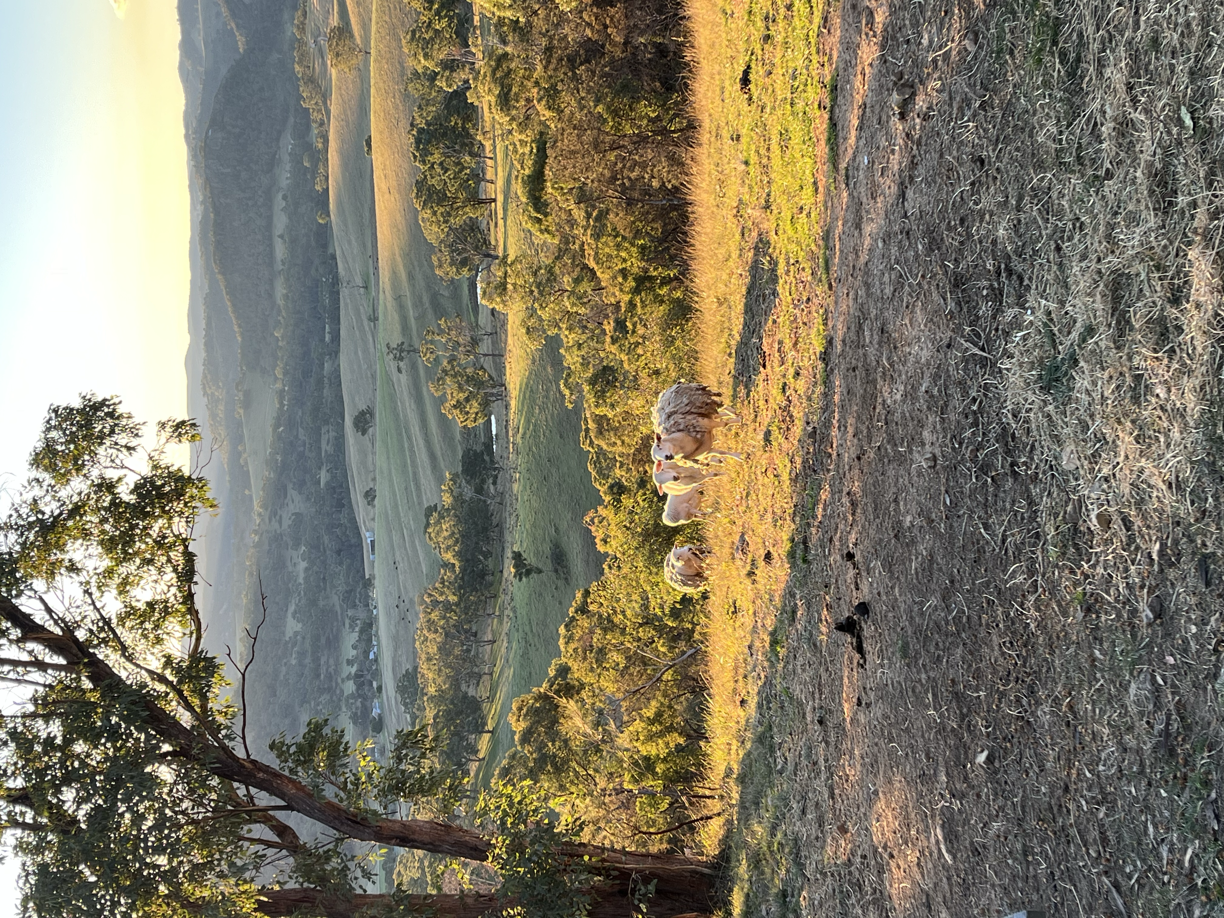 The sheep at the lookout