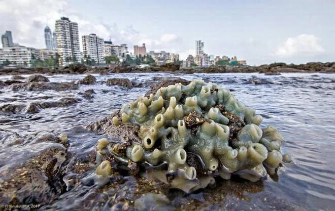 Most of the city’s inhabitants know very little about its coastlines and marine life, such as this sea sponge spotted along the Haji Ali shore. Photo: Prajwal Ullal