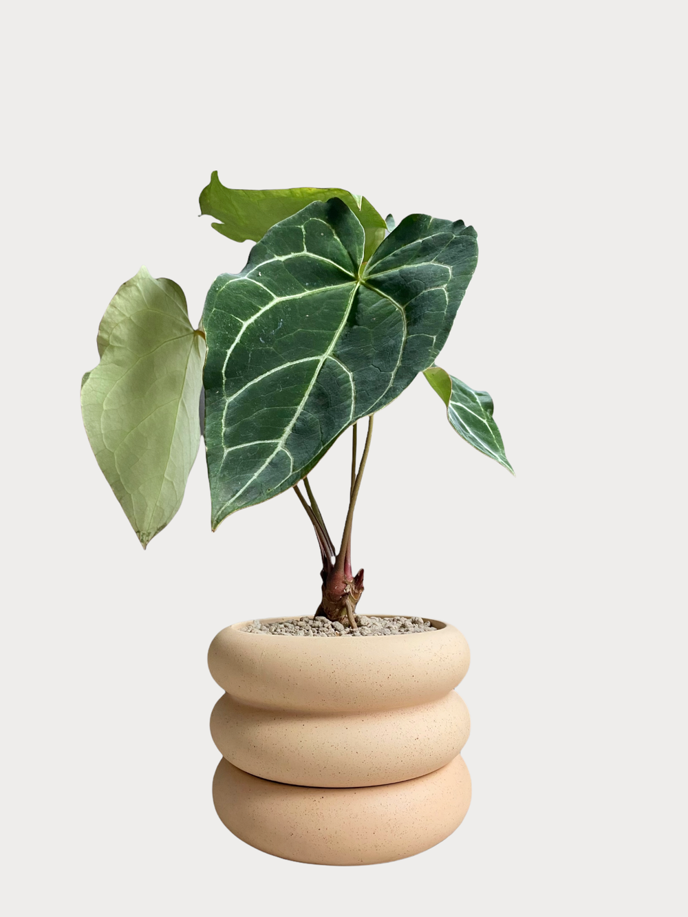 Anthurium Crystallinum (Dark Form)  Urban Planteur