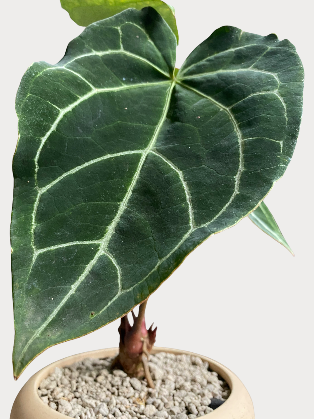 bonsai operculicarya Operculicarya Decaryi in Vessel main image 1