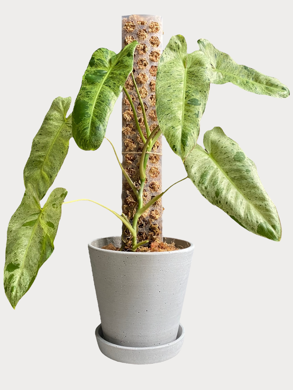 Philodendron Paraiso Verde  Urban Planteur