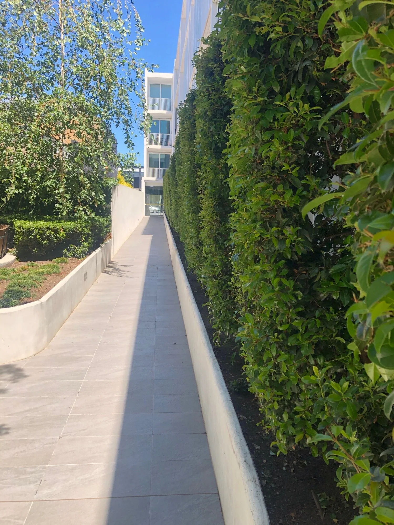 Maintained hedges and shared garden walkway at a body corporate property