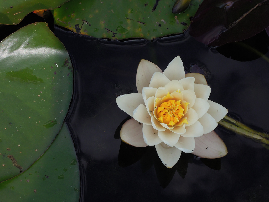 Self-Care for Stress &amp; Trauma      