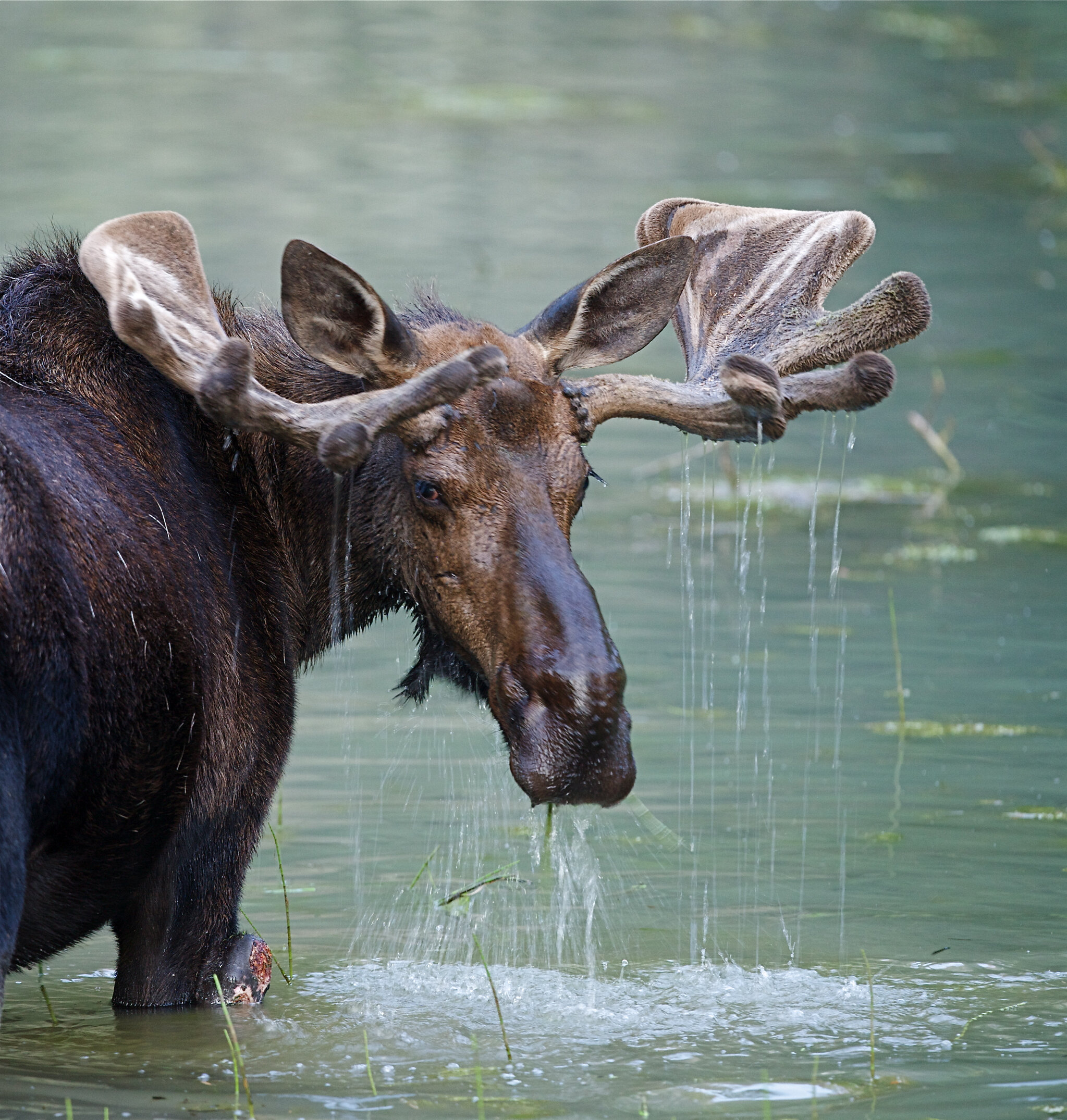 Bull Moose Maine.jpg