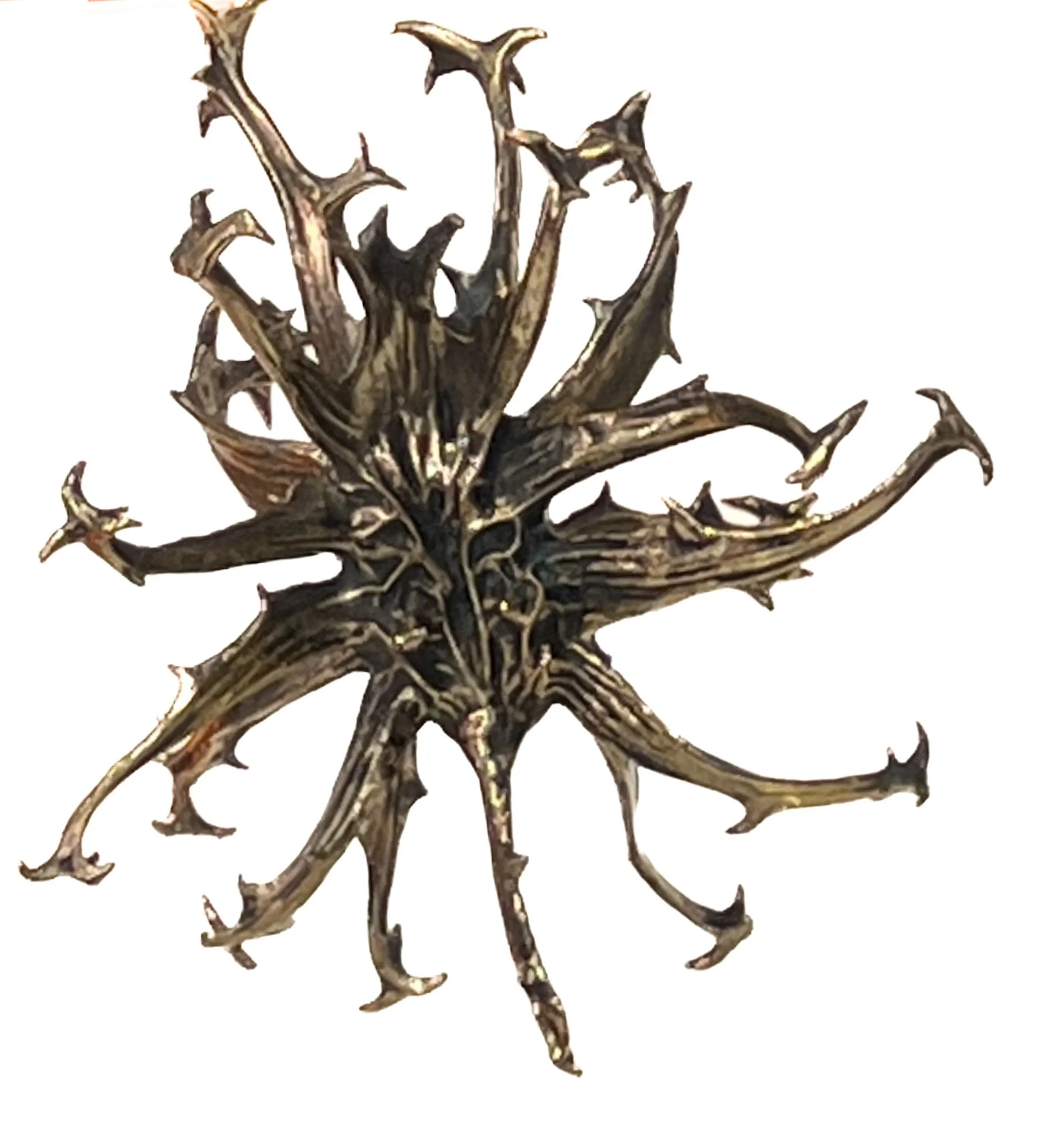 Giant Devils Claw.jpg