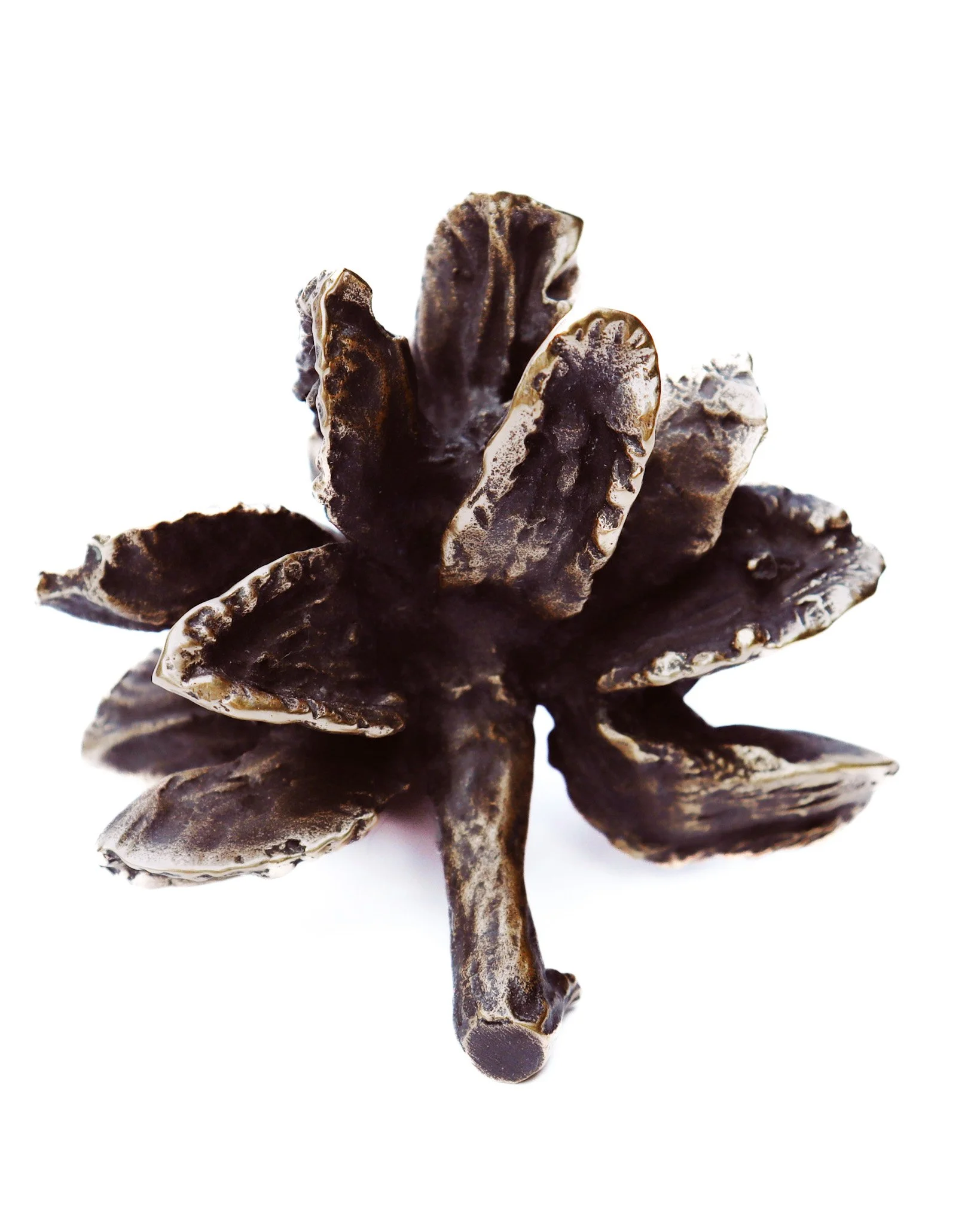 Mountain Cypress.jpg