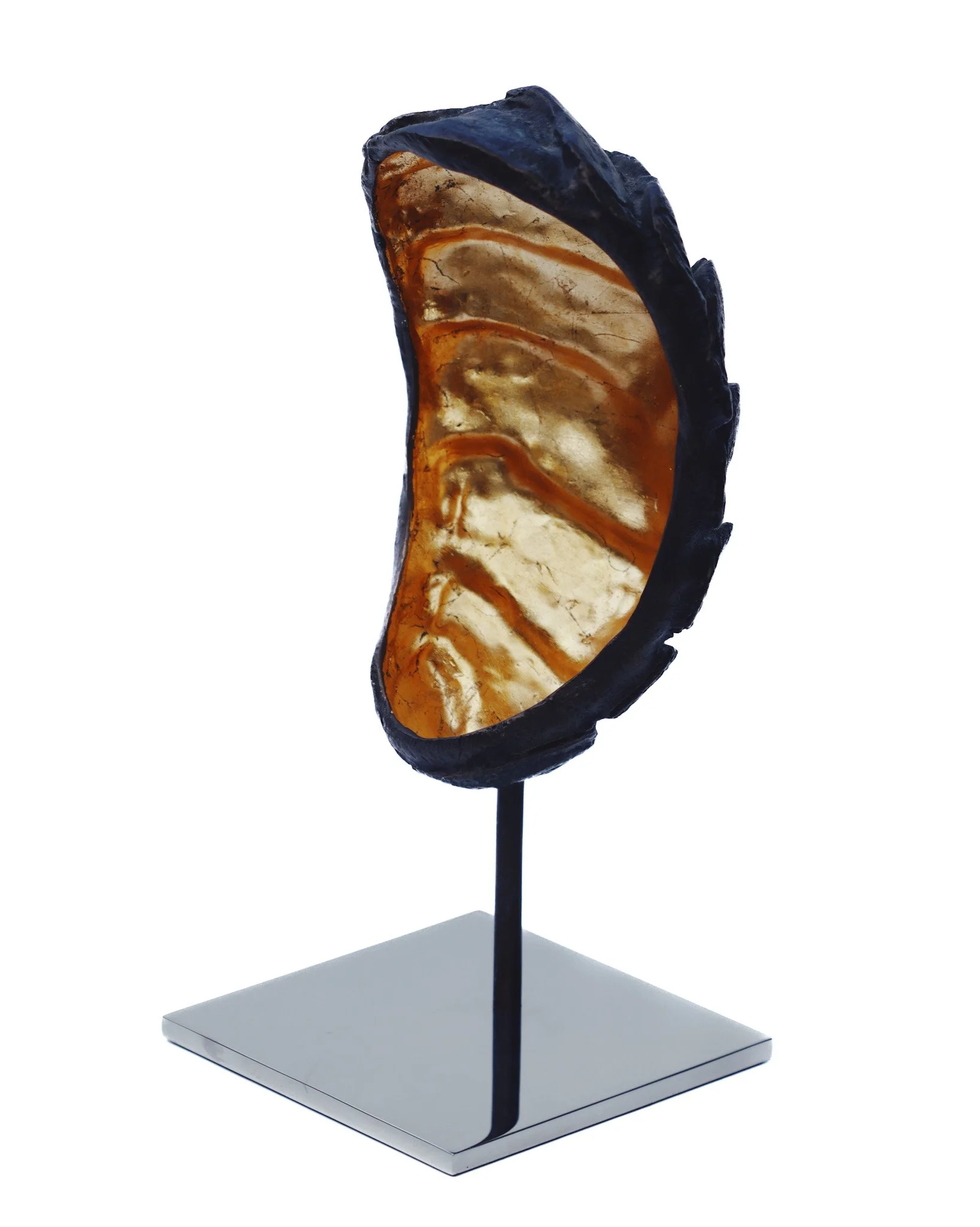 Chiton Shell Small (1).jpg