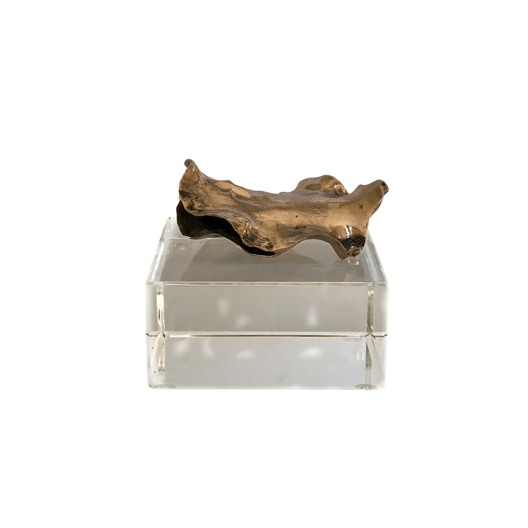 Jacaranda Paperweight Size Seedpod