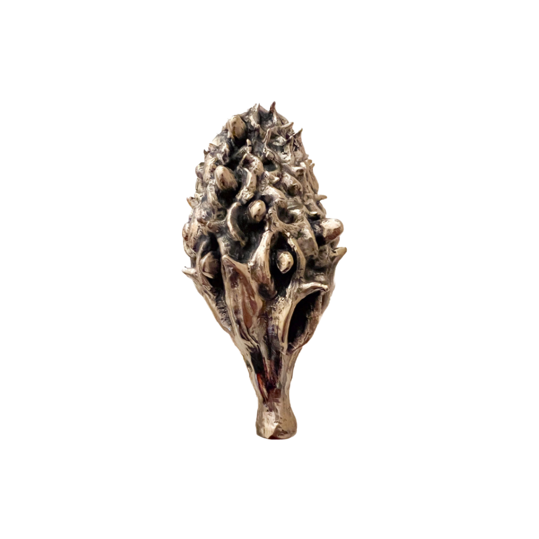 Magnolia Seedpod