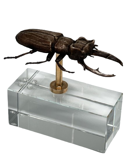 Better image stag beetle.png