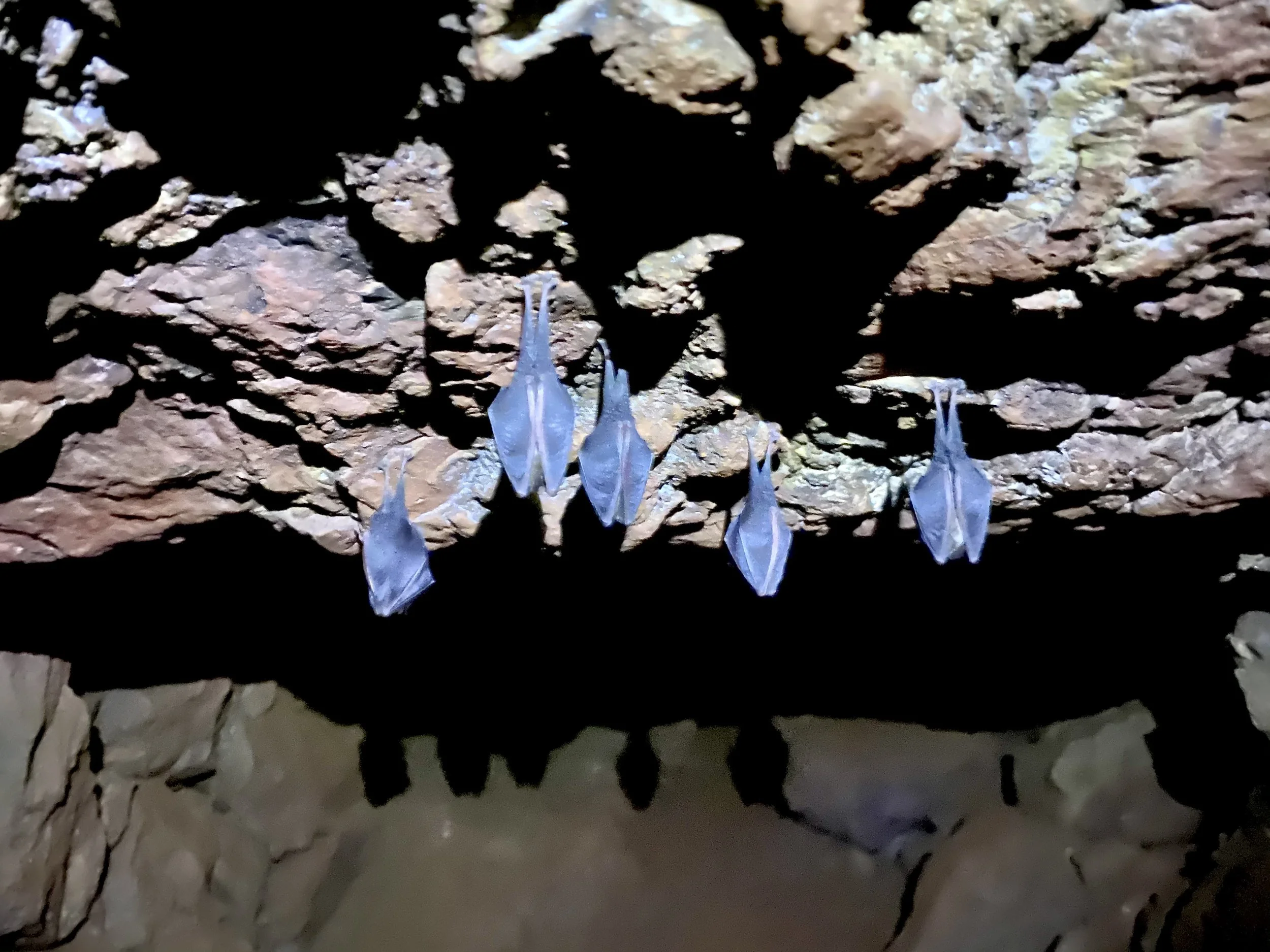 Bats! Walk & Words