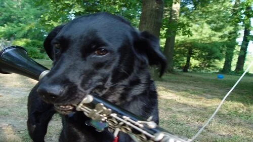 Brasswinds — Musicians Repair Service