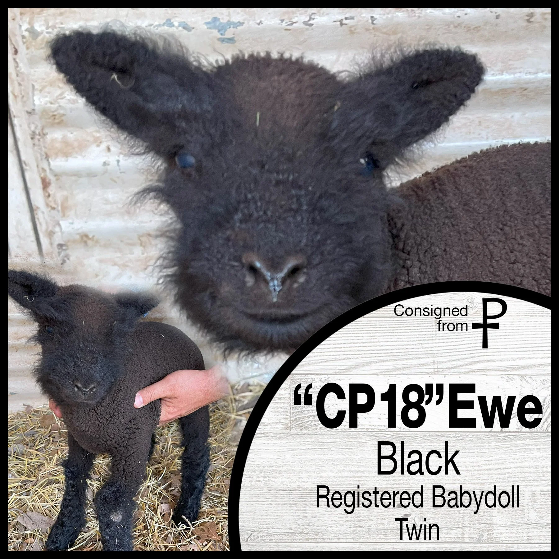 Babydoll Lambs For Sale Harlequin Lambs For Sale — Porter Valley Ranch