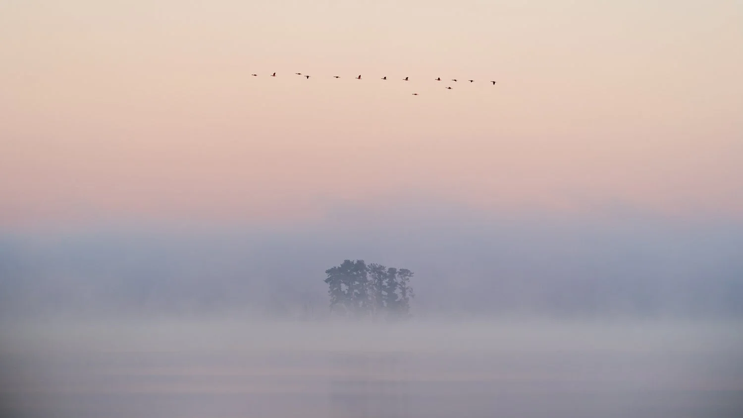 Geese at Sunrise. Lake Murray South Carolina.