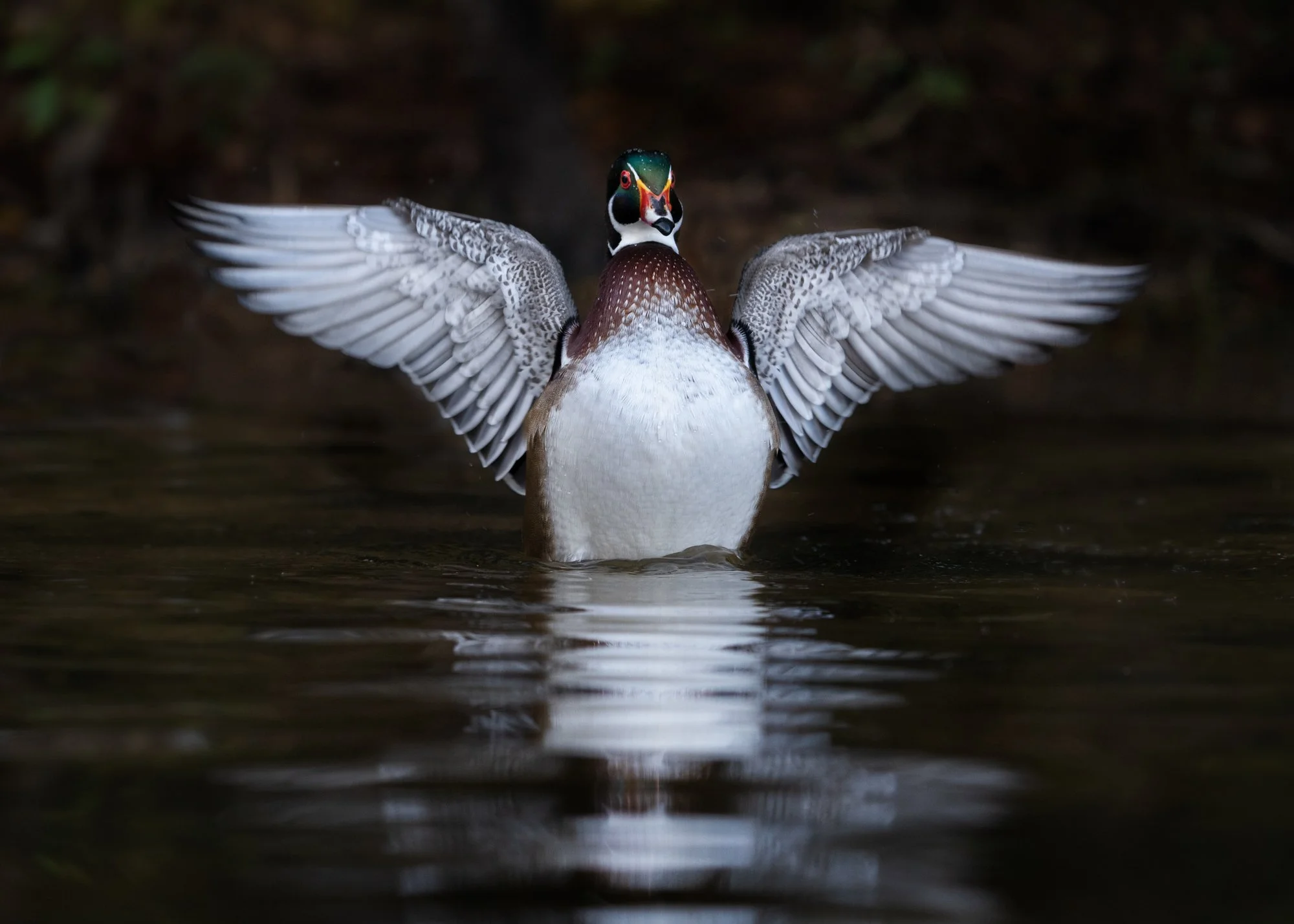 Wood Duck wing stretch. Lake Murray, South Carolina 