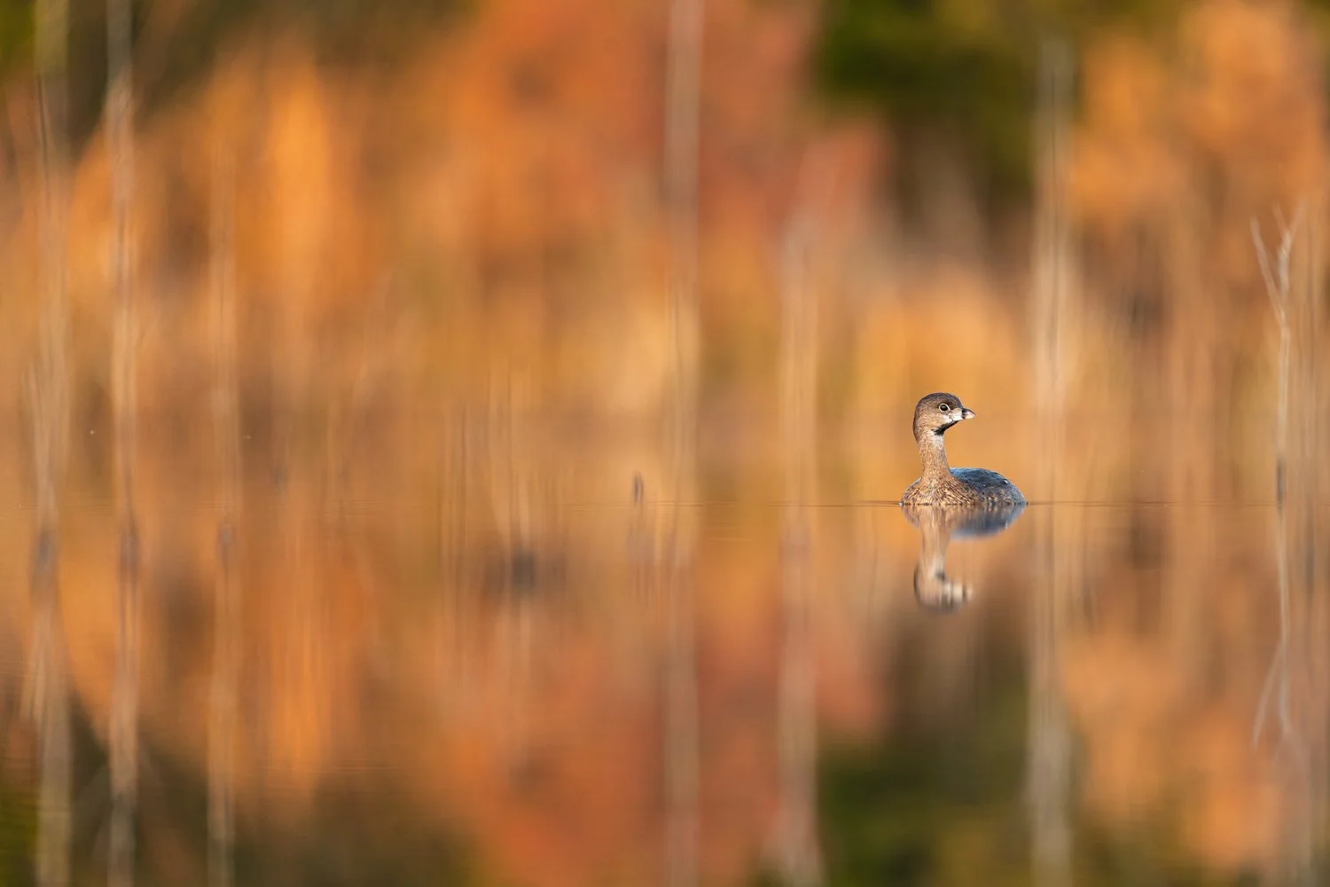 Grebe During fall. South Carolina.